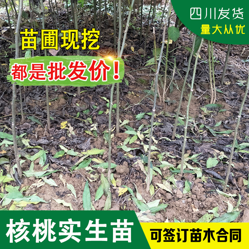 四川核桃树苗原生核桃实生苗核桃直生苗山核桃苗未嫁接核桃苗