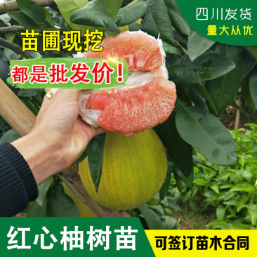 四川柚子树苗红心柚树苗红心柚嫁接苗红肉柚子苗红柚树苗柚树