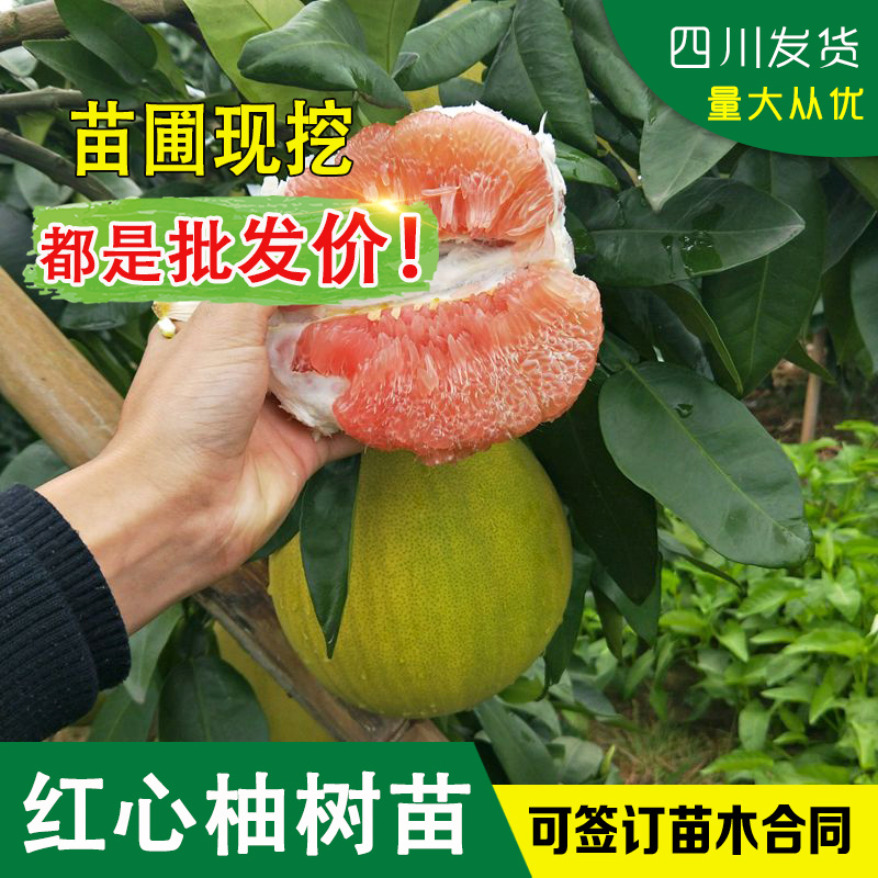 四川柚子树苗红心柚树苗红心柚嫁接苗红肉柚子苗红柚树苗柚树