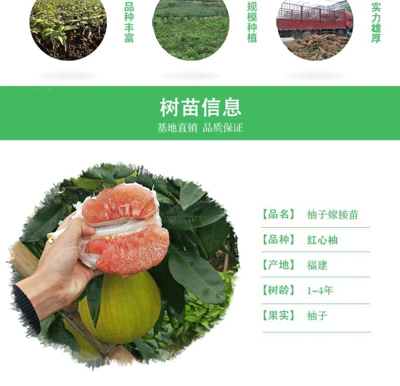 四川柚子树苗红心柚树苗红心柚嫁接苗红肉柚子苗红柚树苗柚树