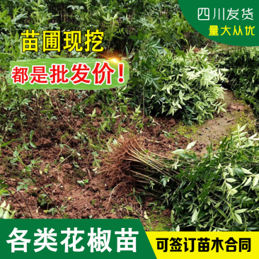 四川大红袍花椒苗麻椒苗红椒树苗青椒树苗九叶青花椒