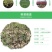 四川大红袍花椒苗麻椒苗红椒树苗青椒树苗九叶青花椒