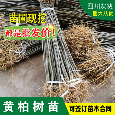 四川黄柏树苗川黄柏苗黄柏中药材剥皮黄柏苗南北方黄柏药材