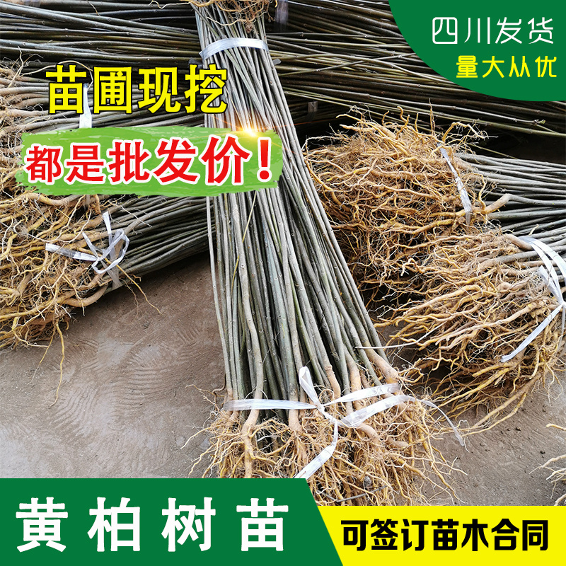 四川黄柏树苗川黄柏苗黄柏中药材剥皮黄柏苗南北方黄柏药材