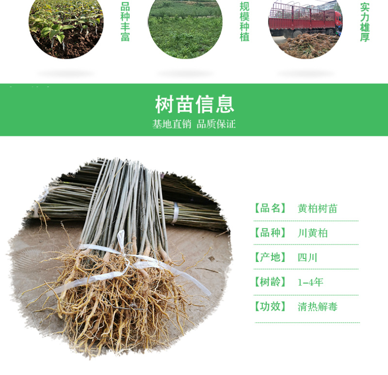 四川黄柏树苗川黄柏苗黄柏中药材剥皮黄柏苗南北方黄柏药材