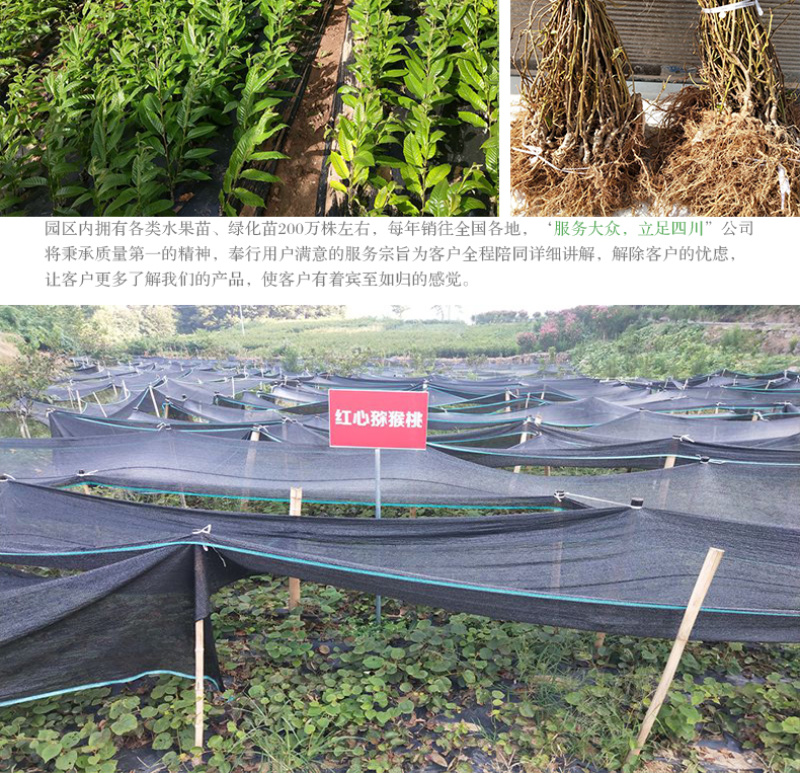 四川黄柏树苗川黄柏苗黄柏中药材剥皮黄柏苗南北方黄柏药材