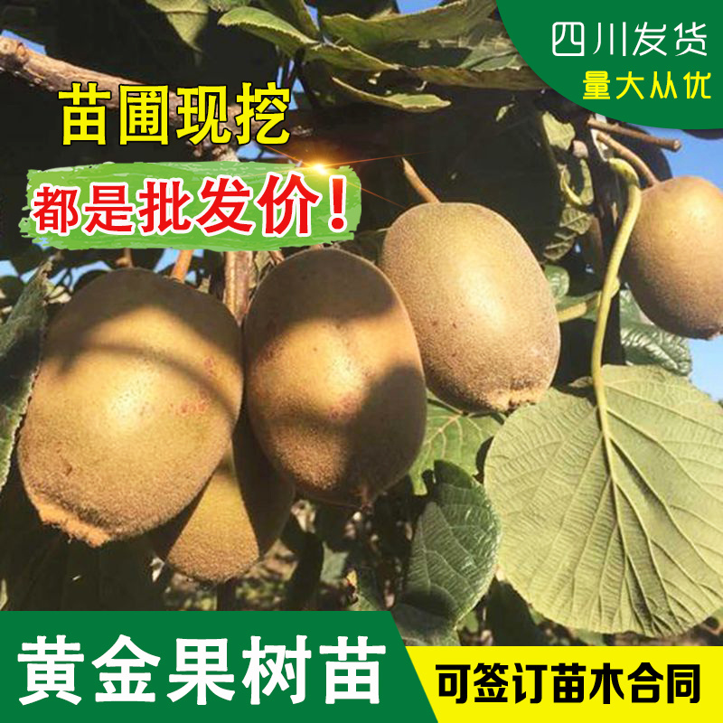 四川猕猴桃树苗黄金果猕猴桃树苗黄心猕猴桃苗黄心果奇异果树
