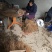 四川猕猴桃树苗黄金果猕猴桃树苗黄心猕猴桃苗黄心果奇异果树