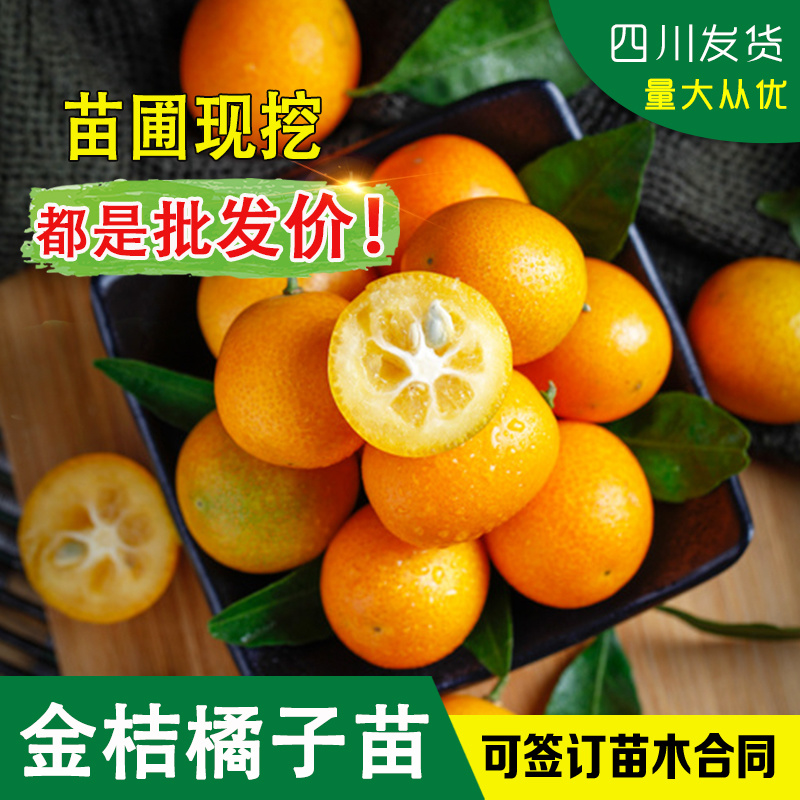 四川橘子苗桔子苗金桔杯苗金枣苗金柑树苗小橘子苗金桔树苗柑