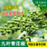 四川九叶青花椒苗青花椒苗树花椒树苗四川麻椒树苗大