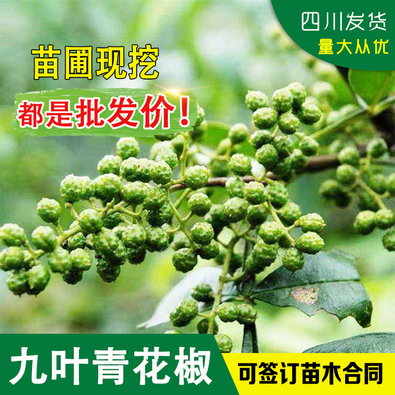 四川九叶青花椒苗青花椒苗树花椒树苗四川麻椒树苗大