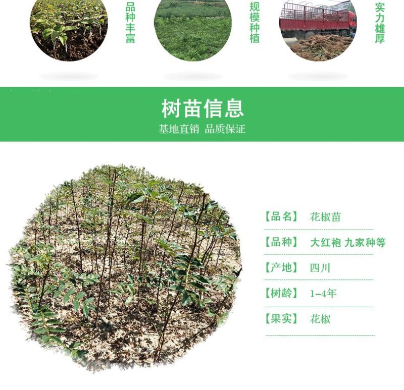 四川九叶青花椒苗青花椒苗树花椒树苗四川麻椒树苗大