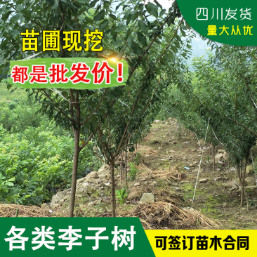 青脆李树苗当年挂果李子苗脆红李树苗蜂糖李树苗当年挂果树