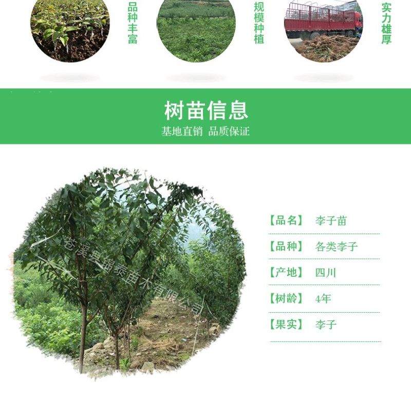青脆李树苗当年挂果李子苗脆红李树苗蜂糖李树苗当年挂果树