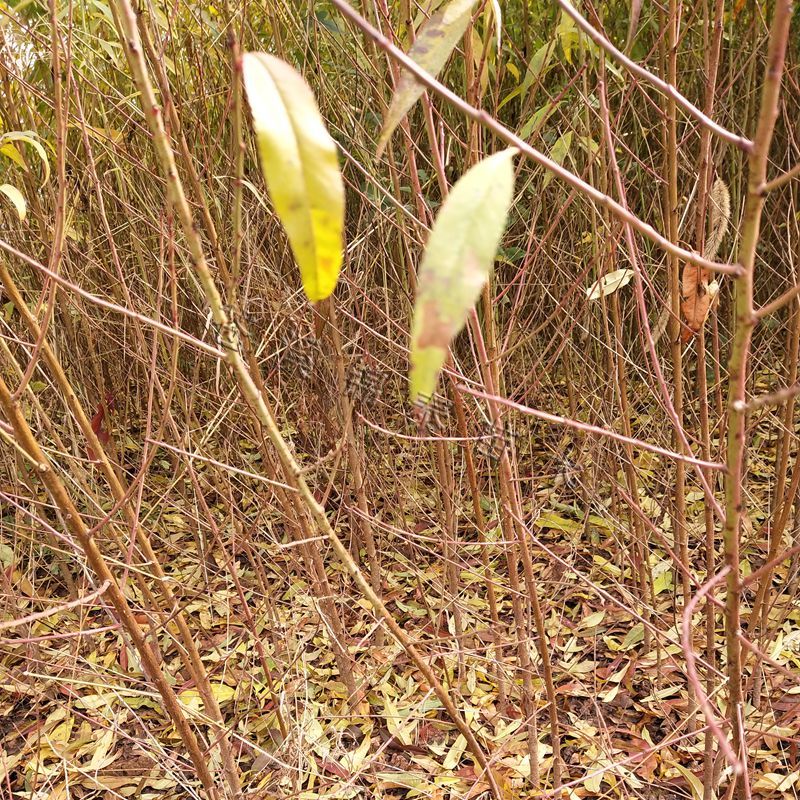 桃树苗桃树实生苗桃树砧木未嫁接桃苗野生山桃苗占地苗桃树直