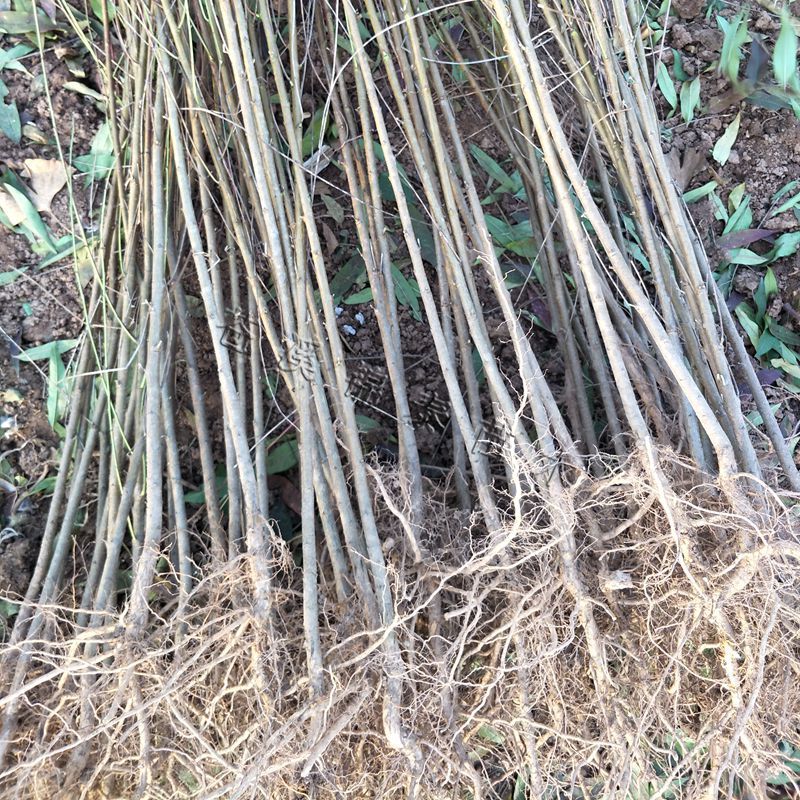 桃树苗桃树实生苗桃树砧木未嫁接桃苗野生山桃苗占地苗桃树直