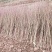 桃树苗桃树实生苗桃树砧木未嫁接桃苗野生山桃苗占地苗桃树直
