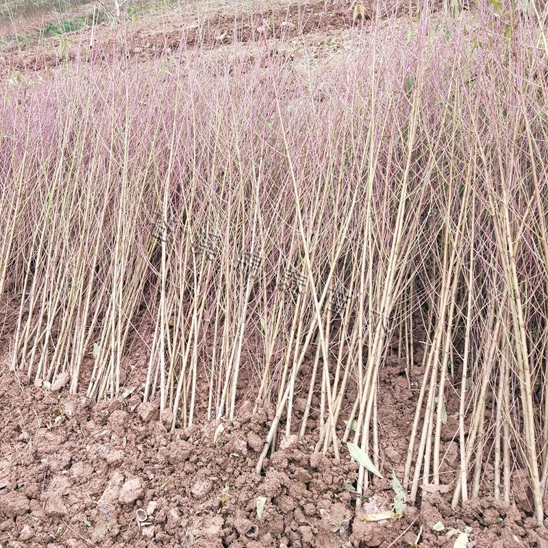 桃树苗桃树实生苗桃树砧木未嫁接桃苗野生山桃苗占地苗桃树直