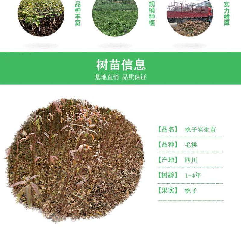 桃树苗桃树实生苗桃树砧木未嫁接桃苗野生山桃苗占地苗桃树直