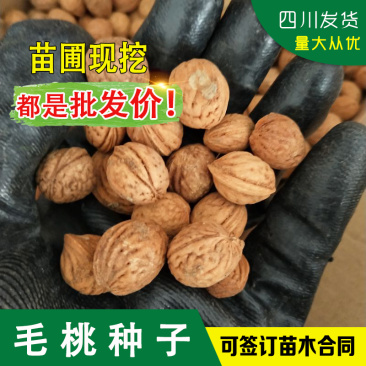 四川桃种包成活毛桃种子南方桃核种砧木当年生毛桃种桃树籽包