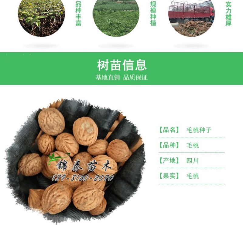 四川桃种包成活毛桃种子南方桃核种砧木当年生毛桃种桃树籽包