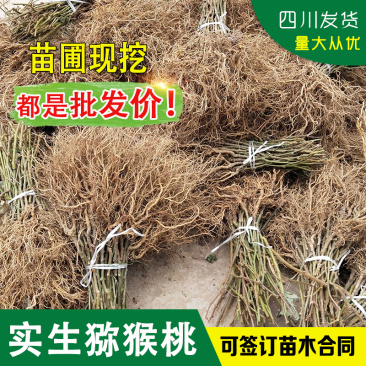 猕猴桃实生苗野生猕猴桃树苗母本未嫁接猕猴桃实生苗砧木