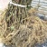 猕猴桃实生苗野生猕猴桃树苗母本未嫁接猕猴桃实生苗砧木