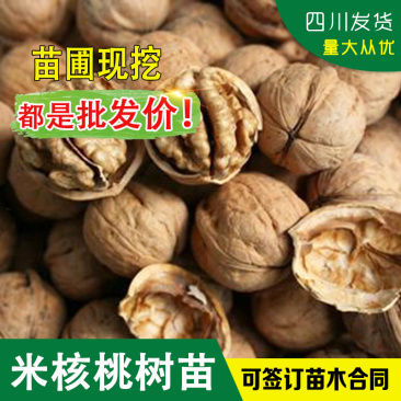 四川核桃树苗良种核桃树苗矮化米核桃嫁接苗米核桃树苗山核桃