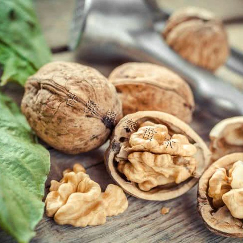 四川核桃树苗良种核桃树苗矮化米核桃嫁接苗米核桃树苗山核桃