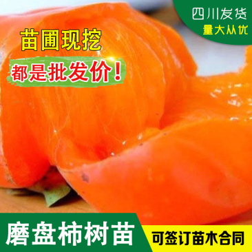 柿子苗脆柿苗磨盘柿树苗软柿子树苗磨盘柿嫁接苗土柿
