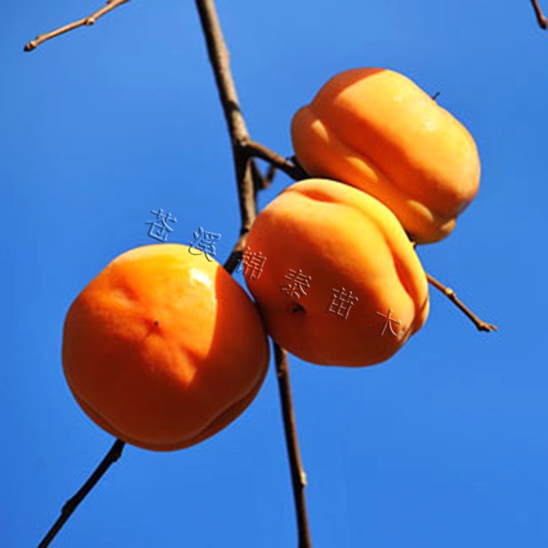 柿子苗脆柿苗磨盘柿树苗软柿子树苗磨盘柿嫁接苗土柿