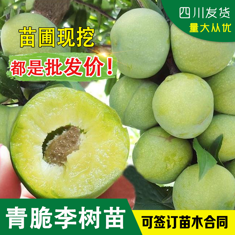 四川晚熟青脆李树苗脱骨李子树苗嫁接李子苗脆李苗李子树脆李