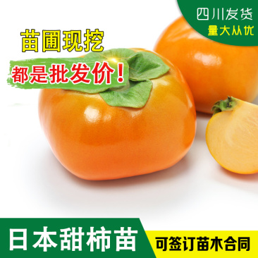 柿子树苗日本甜柿树苗次郎柿嫁接苗日本甜柿嫁接树苗脆柿苗