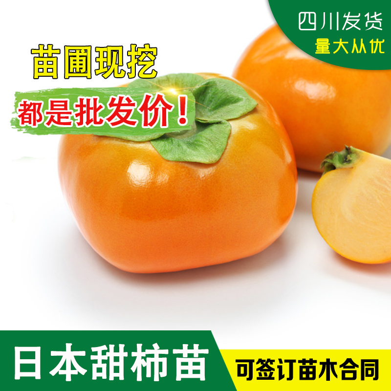 柿子树苗日本甜柿树苗次郎柿嫁接苗日本甜柿嫁接树苗脆柿苗