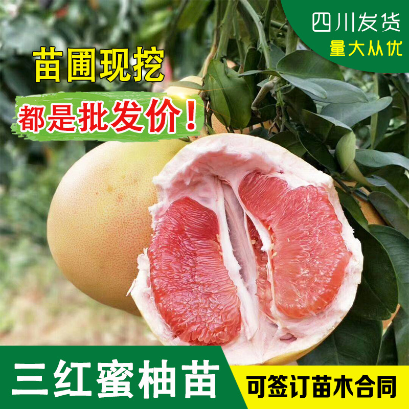 红心蜜柚苗福建三红蜜柚苗红肉蜜柚树苗嫁接三红柚嫁接苗柚子