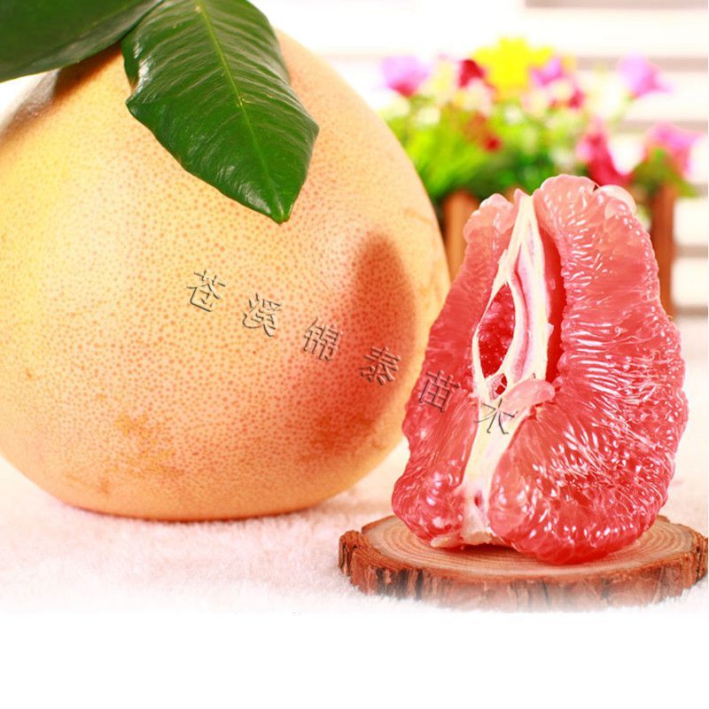 红心蜜柚苗福建三红蜜柚苗红肉蜜柚树苗嫁接三红柚嫁接苗柚子
