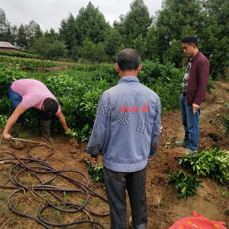 红心蜜柚苗福建三红蜜柚苗红肉蜜柚树苗嫁接三红柚嫁接苗柚子