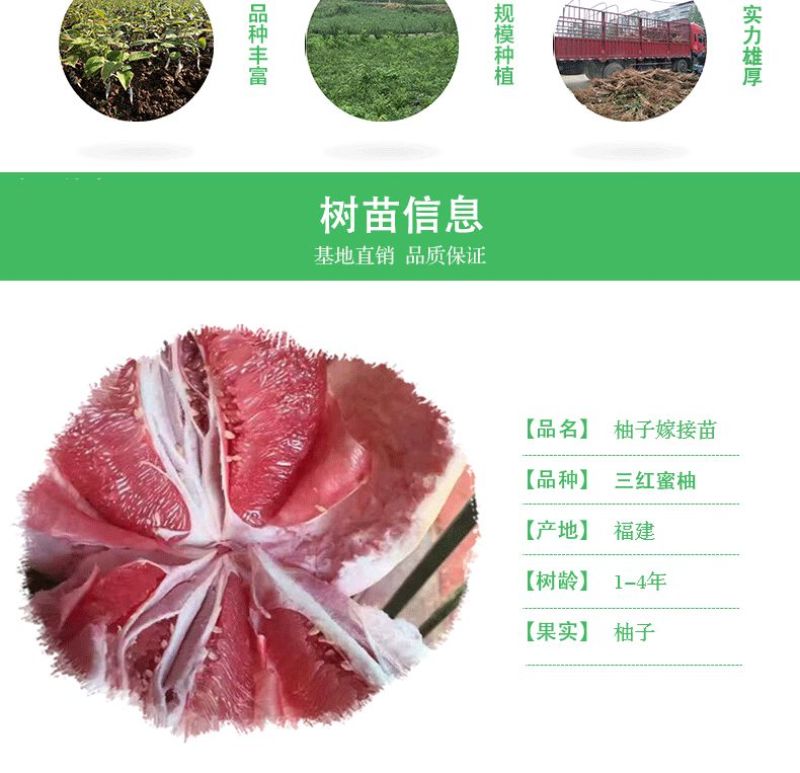 红心蜜柚苗福建三红蜜柚苗红肉蜜柚树苗嫁接三红柚嫁接苗柚子