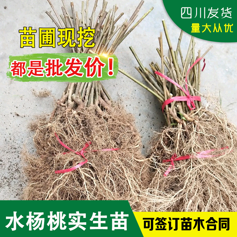 水杨桃实生苗水杨桃猕猴桃苗水杨桃树苗水杨桃砧木未嫁接水杨