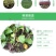 水杨桃实生苗水杨桃猕猴桃苗水杨桃树苗水杨桃砧木未嫁接水杨