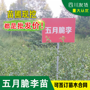 四川李子苗早熟凤凰李树苗五月脆李子苗凤凰李嫁接苗一点红李