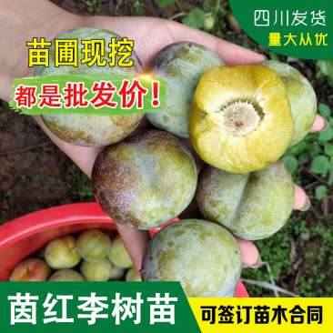 四川脆李树苗茵红李树苗七月李苗半边红李子苗茵红李嫁接苗