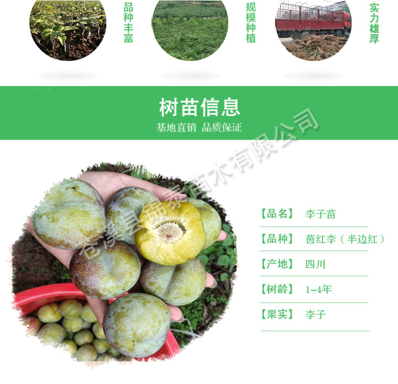 四川脆李树苗茵红李树苗七月李苗半边红李子苗茵红李嫁接苗