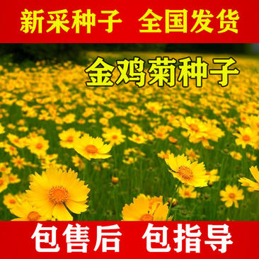 【金鸡菊】金鸡菊种子，菊花种子，当年新种