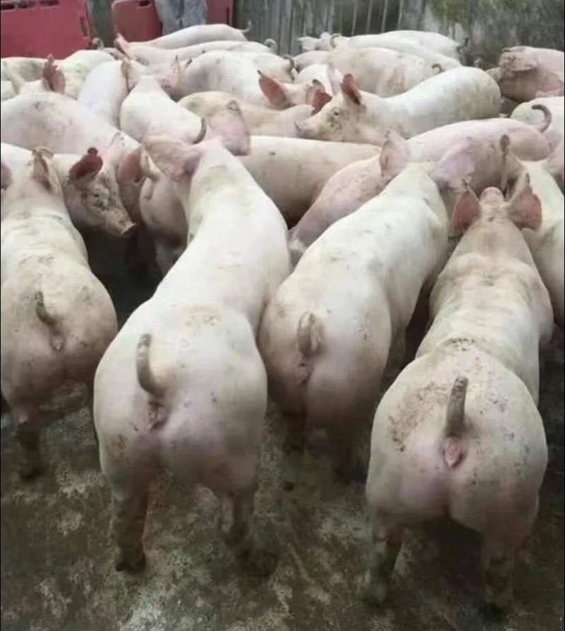 三元仔猪低价批发行情，育肥猪苗量大优惠，猪厂送猪到家