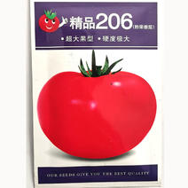 西红柿种子大粉果番茄早中熟品种无限生长抗病强番茄籽
