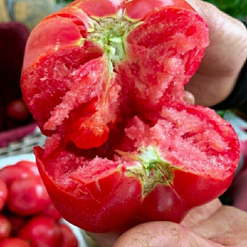 【热】精品山东西红柿，硬粉西红柿，货源充足，欢迎选购