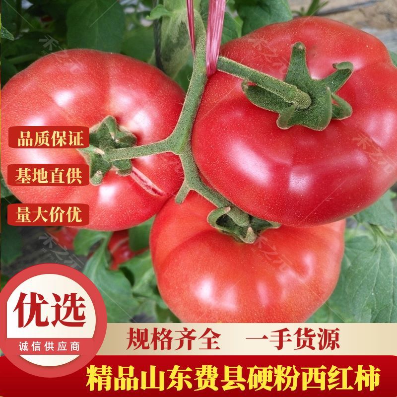 【热】精品山东西红柿，硬粉西红柿，货源充足，欢迎选购