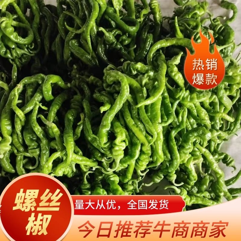 螺丝胶，青州鲜辣椒，龙椒，高温大棚好货，大量质优价廉