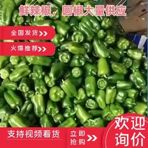 甜椒，青州圆椒6cm以上，颜色好，量大